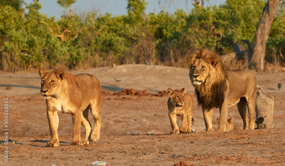Pride of Savuti lions, Botswana Stock Photo | Adobe Stock