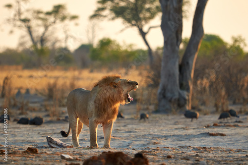 The yawning Savuti lion, Botswana