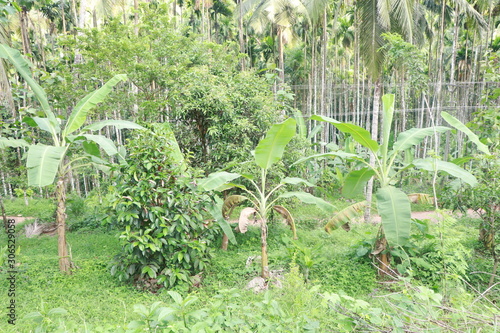 Plants