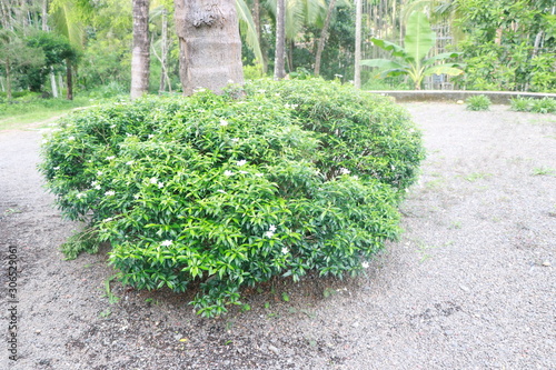 Plants