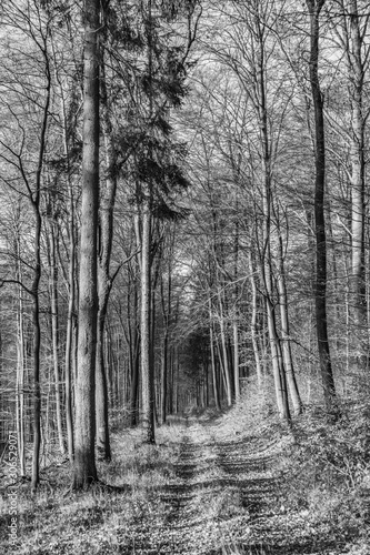  path with spectacular shadow in the Taunus forest near Glashuetten at the Feldberg area © travelview