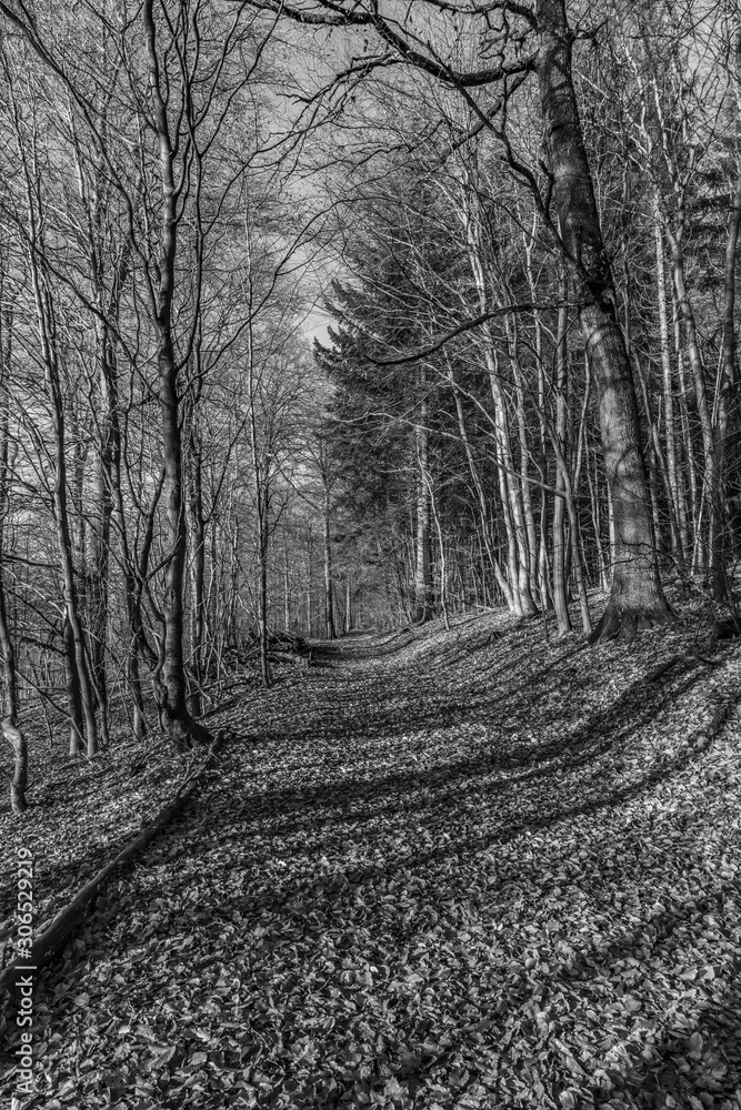  path with spectacular shadow in the Taunus forest near Glashuetten at the Feldberg area