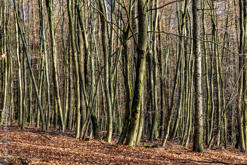 path with spectacular shadow in the Taunus forest near Glashuetten at the Feldberg area path with spectacular shadow in the Taunus forest near Glashuetten at the Feldberg area