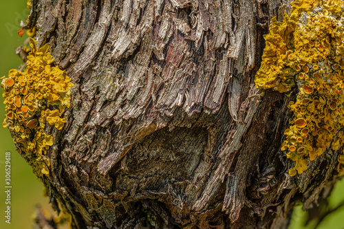 Old tree trunk with yellow lichen parietina xanthoria photo