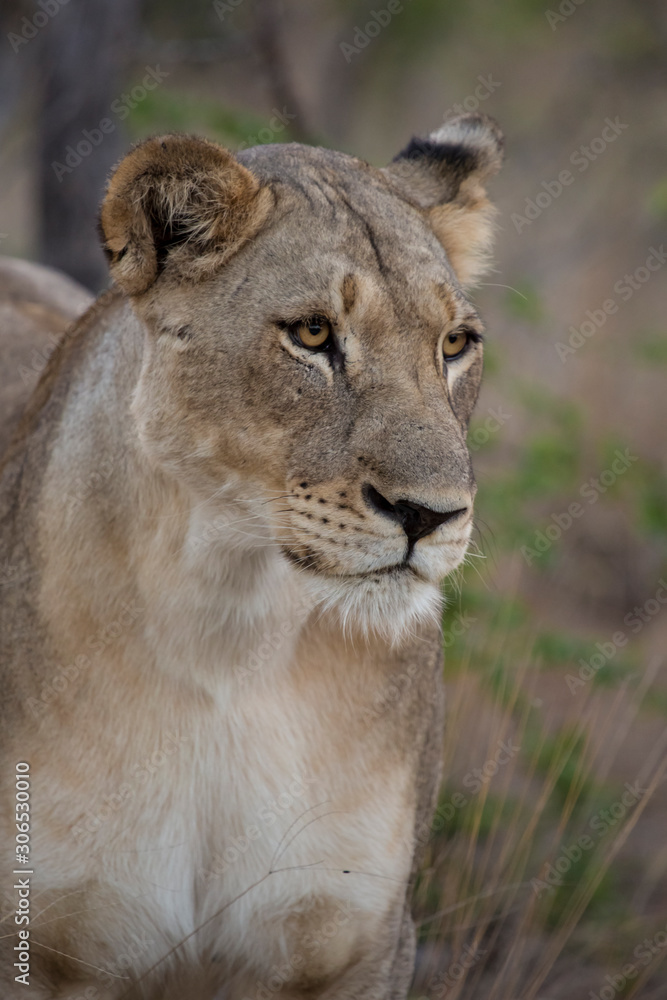 Lioness Portrait