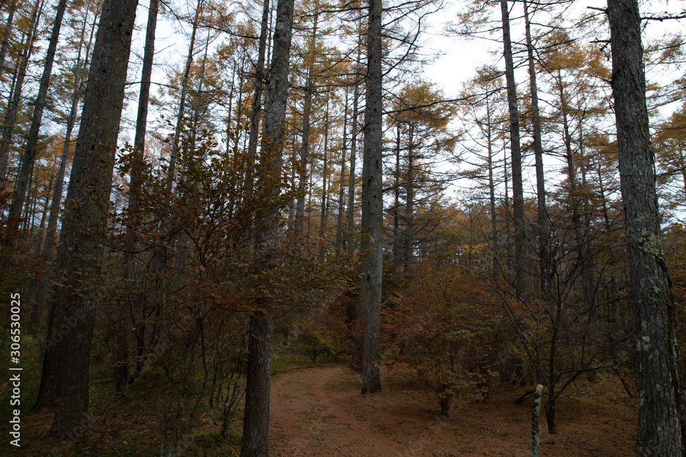 Obraz premium 【山梨県】富士山の麓の秋の唐松の森