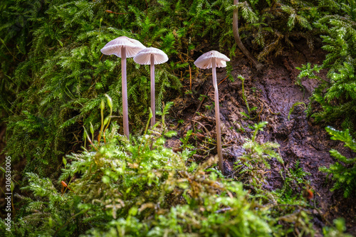 Three little mushrooms on a mossy background