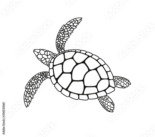 Sea turtle outline. Isolated turtle on white background. Reptile