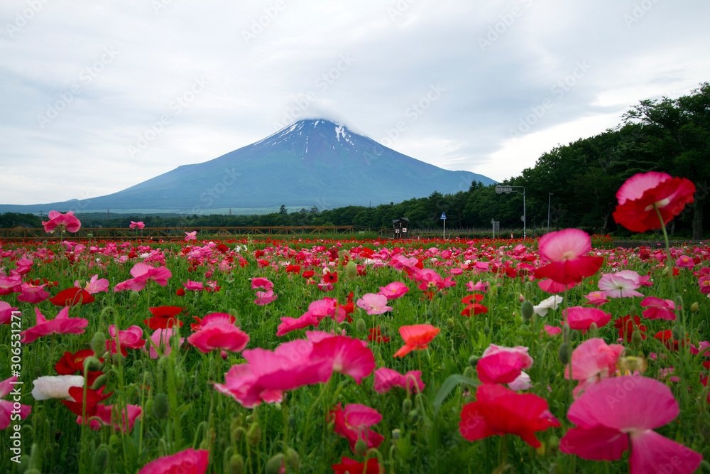 Mount Fuji with beautiful flowers in the morning