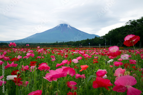 Mount Fuji with beautiful flowers in the morning