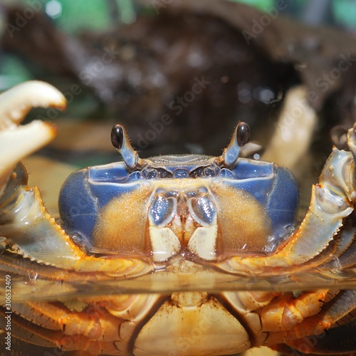 Rainbow crab Cardisoma armatum closeup in an aquarium photo