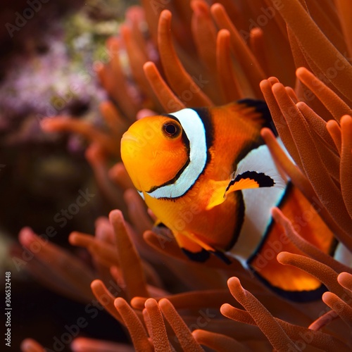 Amphiprion Ocellaris Clownfish In Marine Aquarium