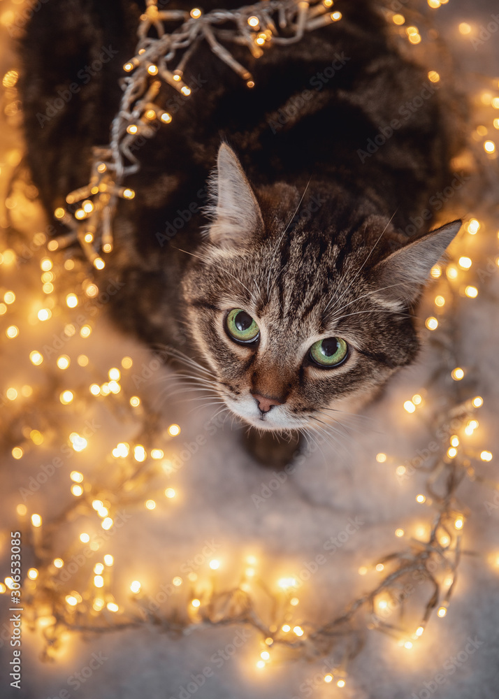 brown marble tabby cat with green and yellow eyes laying on snow with christmas yellow light
