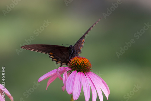 Eastern Black Swallowtail Butterfly (Papilio polyxenes) on Coneflower photo