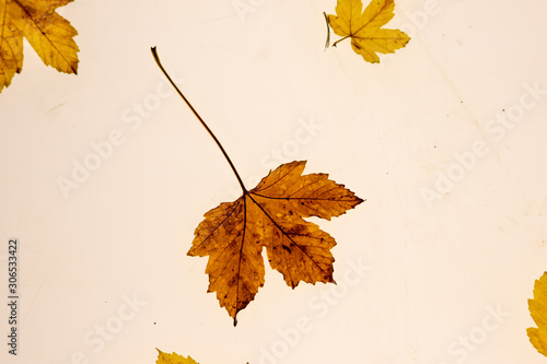 Herabgefallene Blätter auf einem Leuchttisch zeigen ihre filigranen Blattadern im durchscheinenden Licht mit feinen Strukturen für Photosynthese als Lebenselixier von Baum und Mensch photo