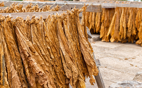 tobacco leaves laid out in the sun to dry