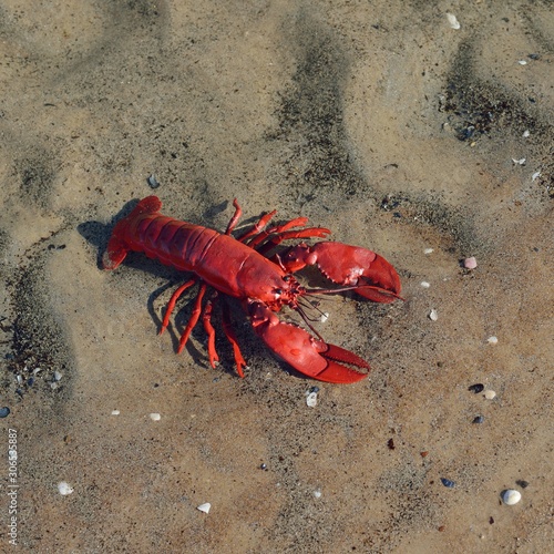 Colourful red crayfish toy on a beach photo