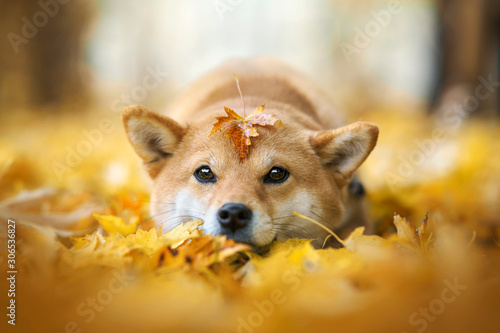 Photographie chien shiba inu couché dans les feuilles et avec une feuille sur la tête