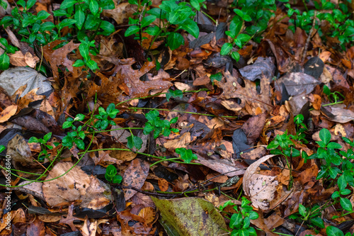 fall leaves with green on ground texture