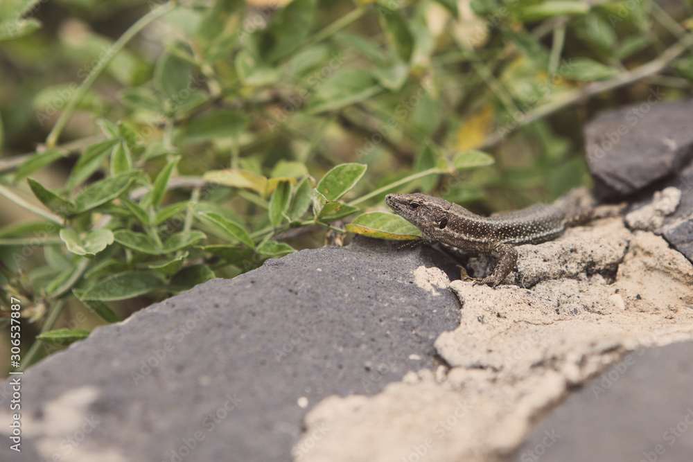 Fototapeta premium Echse