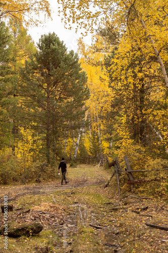 physical work in the autumn forest