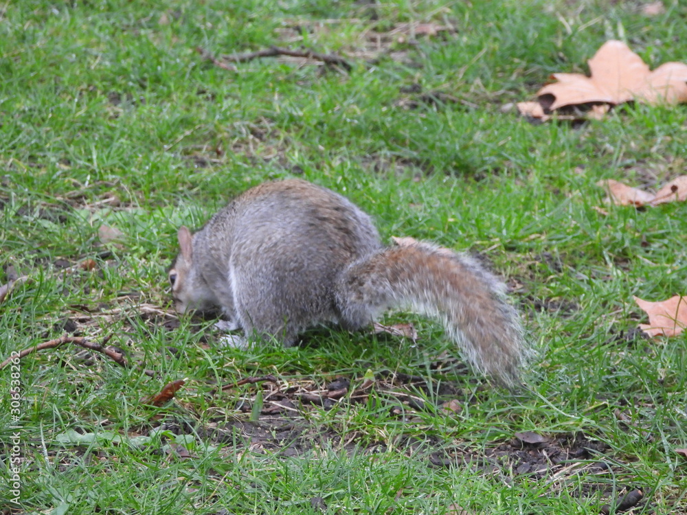 Naklejka premium écureuil