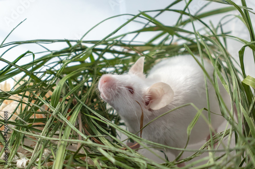 White albino laboratory mouse sitting in green dried grass, hay. Cute little rodent muzzle close up, pet animal concept © ReaLiia