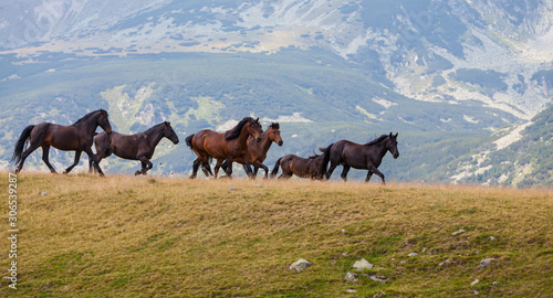 Wild horses running free in the mountains in summer