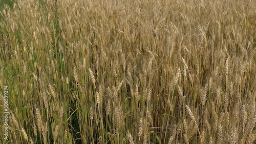 A wheat field with lots of ears of wheat in summer, rich harvest concept