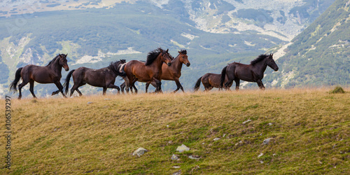 Wild horses running free in the mountains in summer