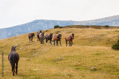 Beautiful wild horses roaming free in the Alps in summer