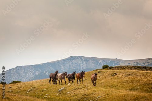 Beautiful wild horses roaming free in the Alps in summer © Calin Tatu