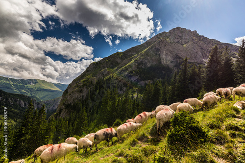 Flock of sheep in a remote area in the mountains in summer