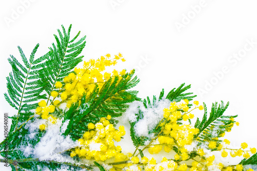 Bush of yellow spring flowers mimosa isolated on white background.