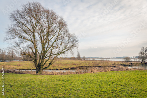 Large bare tree on the floodplains of a river photo