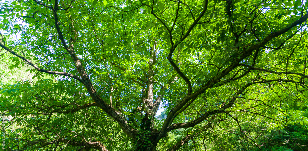 Vibrant green tree branches profiled on blue sky, in spring Vibrant green tree branches profiled on blue sky, in spring