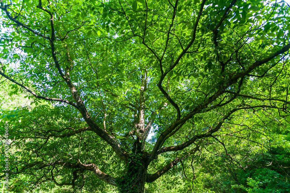 Vibrant green tree branches profiled on blue sky, in spring Vibrant green tree branches profiled on blue sky, in spring