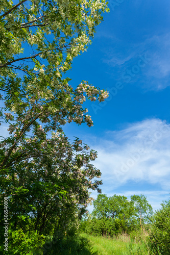 Vibrant green tree branches profiled on blue sky  in spring