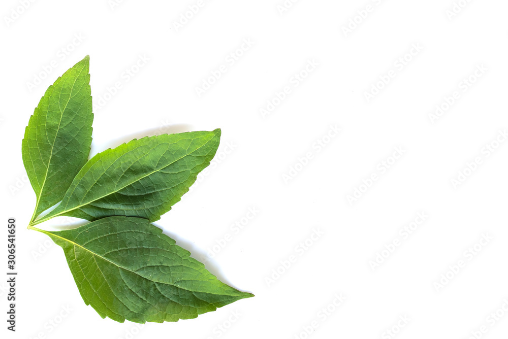 Fresh organic Basil Leaves on white background. Fresh organic Basil Leaves on white background.