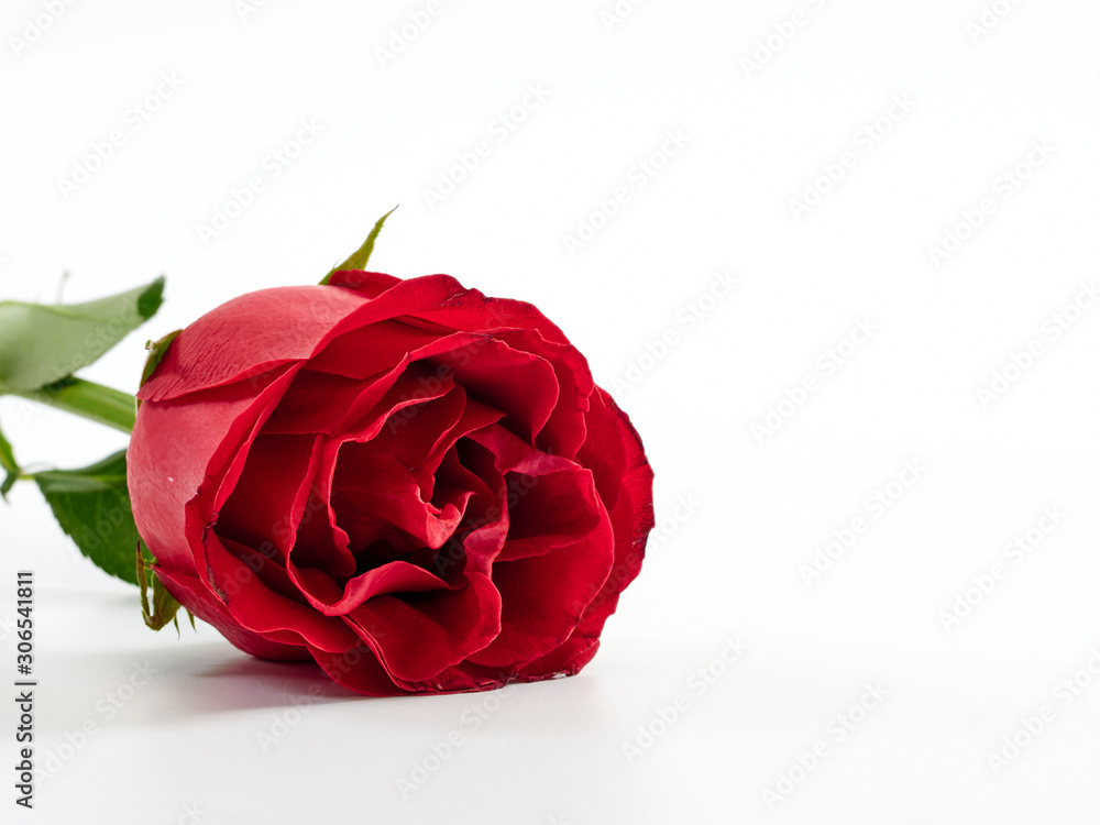 Single red rose on white background Single red rose on white background
