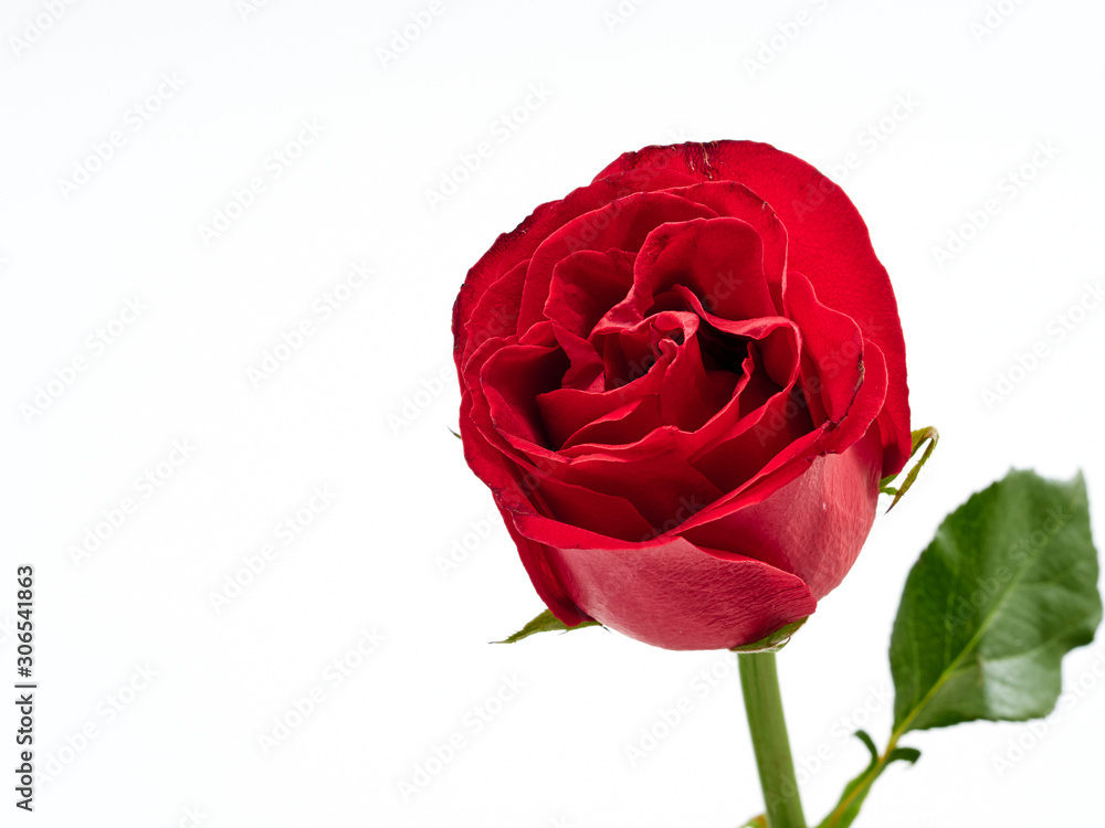 Single red rose on white background Single red rose on white background