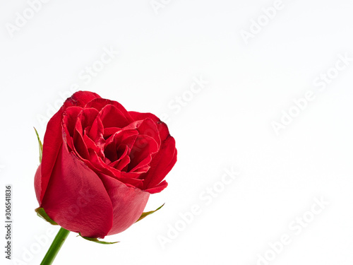 Single red rose on white background © jittima