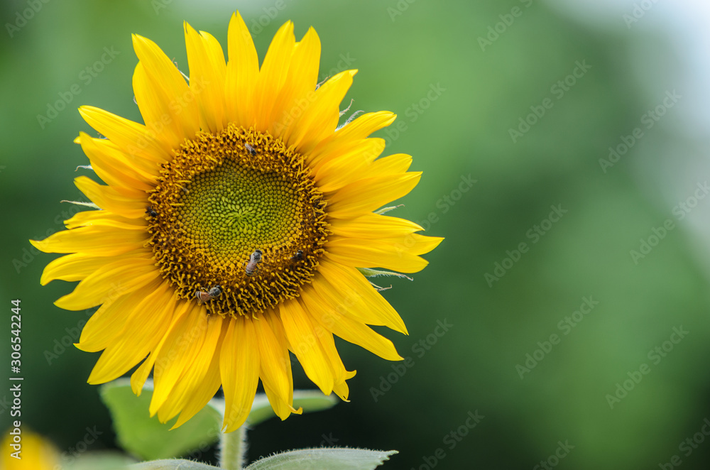 Sunflower on green blackground. Sunflower on green blackground.