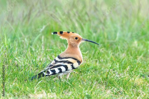 Hoopoe, Common Hoopoe (Upupa epops) Eurasian Hoopoe photo