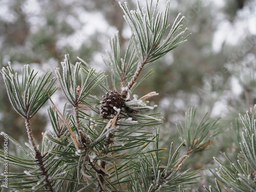pine branch with long needles and a cone in the frost.