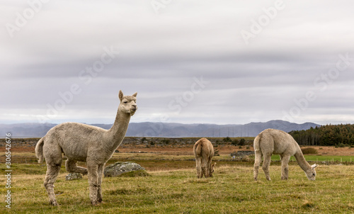 Alpacas, Vicugna pacos, in the beautiful landscape of Lista, Norway. © Lillian