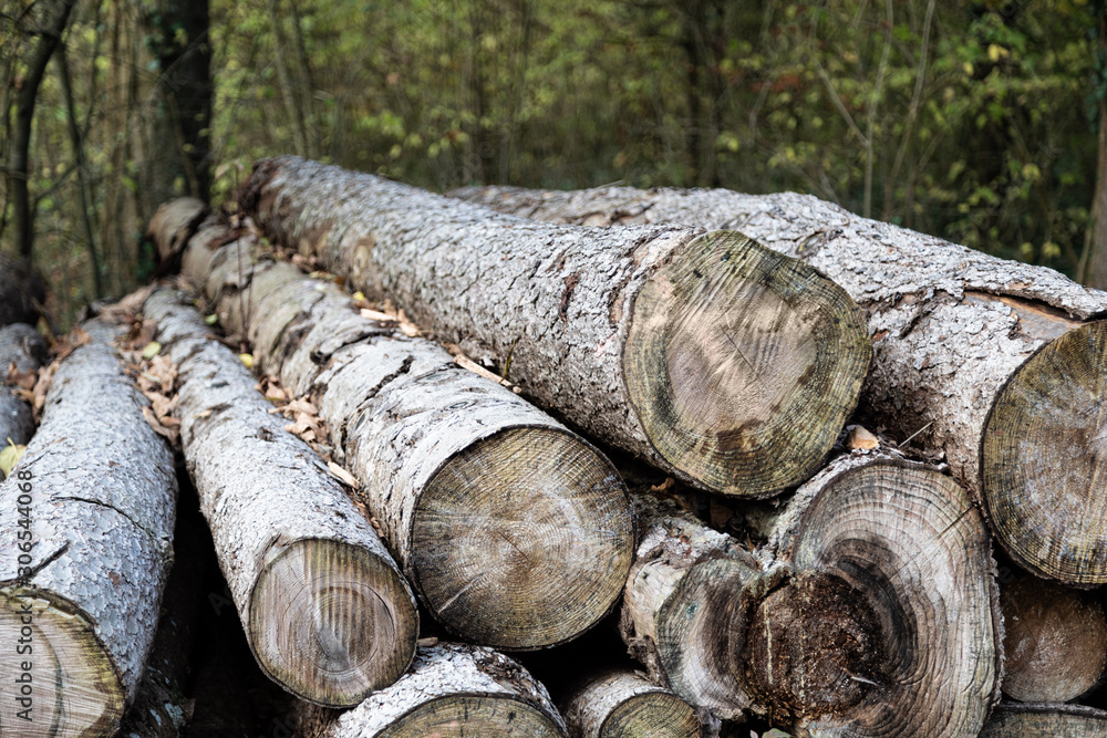 sawed off long grey tree trunks with autumn leaves stacked up in front of green leaf forest sawed off long grey tree trunks with autumn leaves stacked up in front of green leaf forest