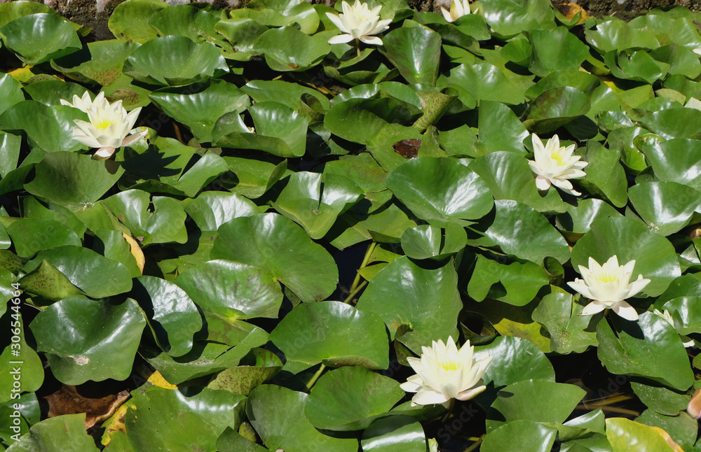 beautiful lotus flower on the water beautiful lotus flower on the water