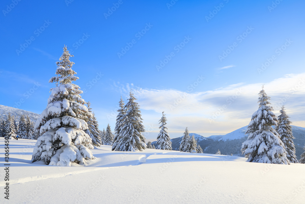 Majestic winter scenery. On the lawn covered with snow the spruce trees are standing poured with snowflakes in frosty day. Beautiful landscape of high mountains and forests. Wallpaper background. Majestic winter scenery. On the lawn covered with snow the spruce trees are standing poured with snowflakes in frosty day. Beautiful landscape of high mountains and forests. Wallpaper background.