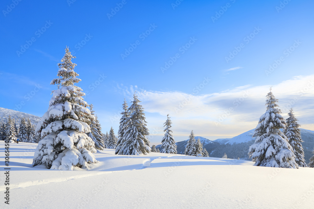 Majestic winter scenery. On the lawn covered with snow the spruce trees are standing poured with snowflakes in frosty day. Beautiful landscape of high mountains and forests. Wallpaper background.